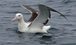 Albatros